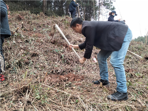 滚球手机注册-滚球（中国）
植树节
